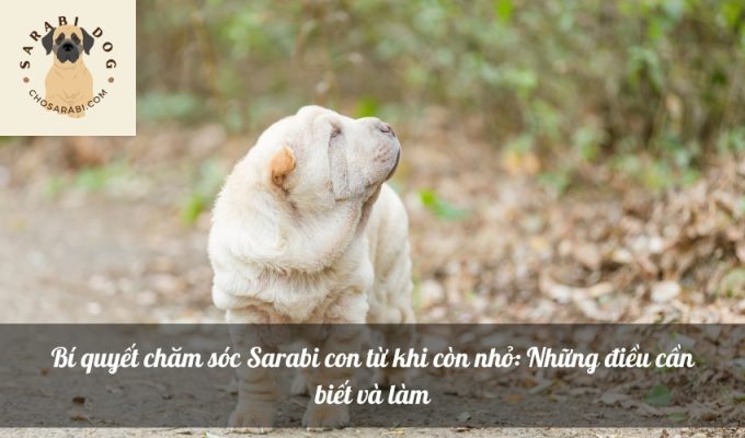 Bí quyết chăm sóc Sarabi con từ khi còn nhỏ: Những điều cần biết và làm