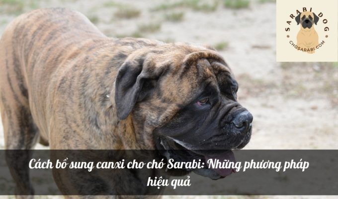 Cách bổ sung canxi cho chó Sarabi: Những phương pháp hiệu quả