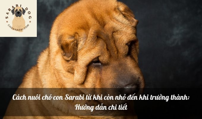 Cách nuôi chó con Sarabi từ khi còn nhỏ đến khi trưởng thành: Hướng dẫn chi tiết