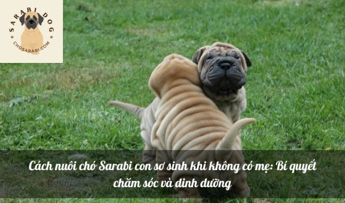 Cách nuôi chó Sarabi con sơ sinh khi không có mẹ: Bí quyết chăm sóc và dinh dưỡng