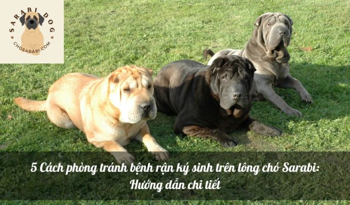 5 Cách phòng tránh bệnh rận ký sinh trên lông chó Sarabi: Hướng dẫn chi tiết