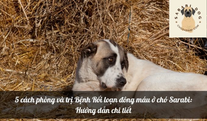 5 cách phòng và trị Bệnh Rối loạn đông máu ở chó Sarabi: Hướng dẫn chi tiết