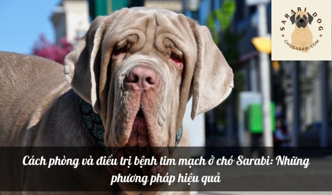 Cách phòng và điều trị bệnh tim mạch ở chó Sarabi: Những phương pháp hiệu quả