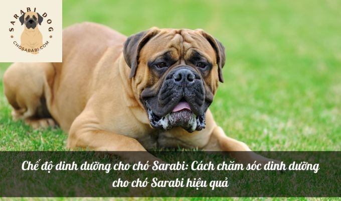 Chế độ dinh dưỡng cho chó Sarabi: Cách chăm sóc dinh dưỡng cho chó Sarabi hiệu quả