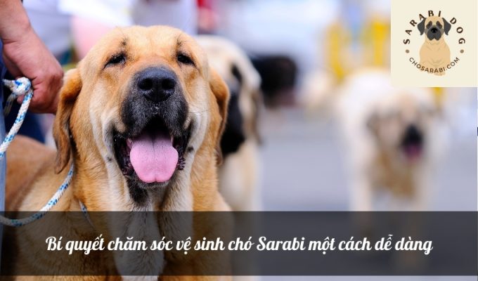 Bí quyết chăm sóc vệ sinh chó Sarabi một cách dễ dàng