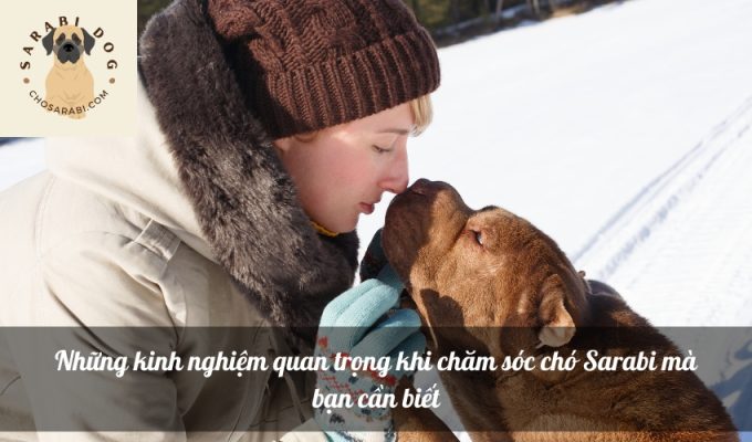 Những kinh nghiệm quan trọng khi chăm sóc chó Sarabi mà bạn cần biết