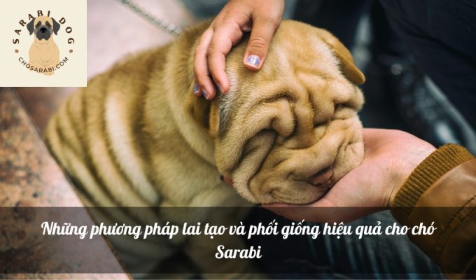 Những phương pháp lai tạo và phối giống hiệu quả cho chó Sarabi